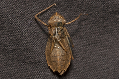 Hemicordulia continentalis