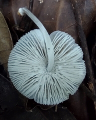 Mycena margarita