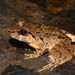 Giant River Frog - Photo (c) Fajar Kaprawi, some rights reserved (CC BY-NC), uploaded by Fajar Kaprawi