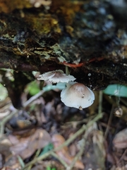 Mycena margarita