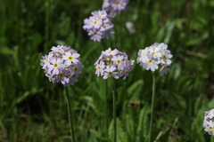 Primula auriculata