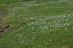Primula auriculata