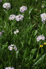 Primula auriculata