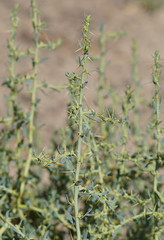 Sclerolaena muricata muricata