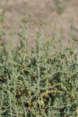 Sclerolaena muricata muricata