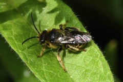 Macropis