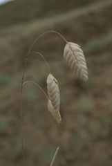 Bromus briziformis