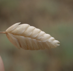 Bromus briziformis