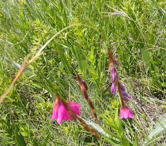 Dierama formosum