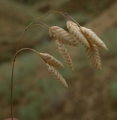 Bromus briziformis