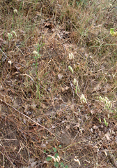 Bromus briziformis