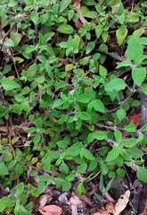 Coleus habrophyllus