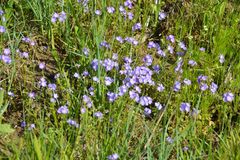 Phacelia glabra