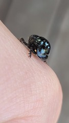 Onthophagus auritus
