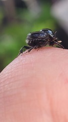 Onthophagus auritus