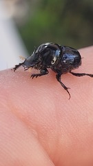 Onthophagus auritus
