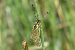 Libelloides ictericus