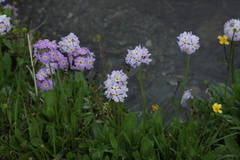 Primula auriculata