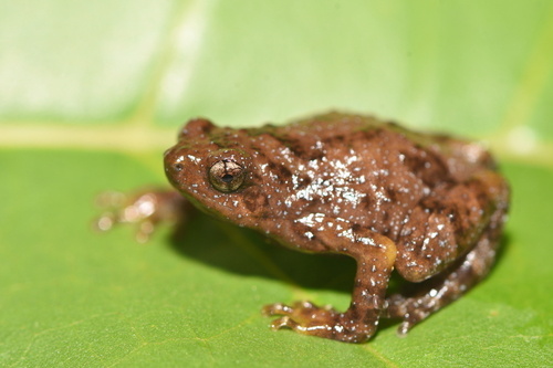 Metaphrynella sundana