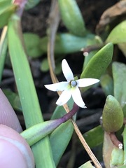 Lobelia irrigua