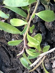 Lobelia irrigua