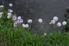 Primula auriculata