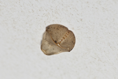 Hemicordulia continentalis