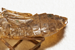 Hemicordulia continentalis