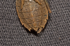 Hemicordulia continentalis