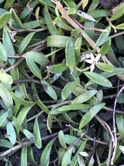 Lobelia irrigua