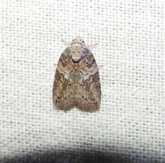 Garella