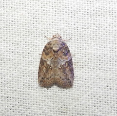 Garella