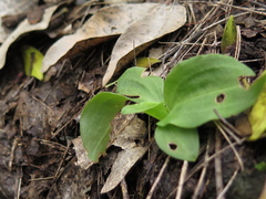 Mesadenus polyanthus
