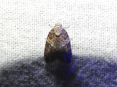 Garella