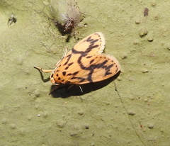 Miltochrista terminospota