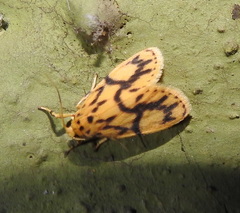 Miltochrista terminospota