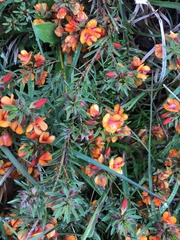 Pultenaea humilis