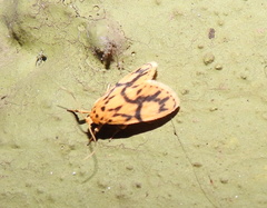 Miltochrista terminospota