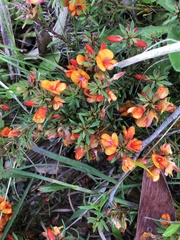 Pultenaea humilis