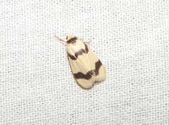 Padenia transversa
