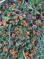 Pultenaea humilis
