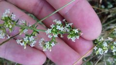 Galium humifusum