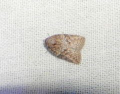 Garella