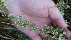 Galium humifusum