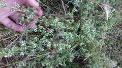 Galium humifusum