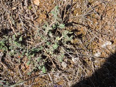 Teucrium gnaphalodes