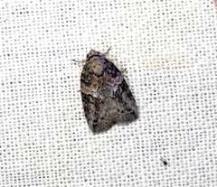 Garella
