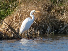 Ardea alba