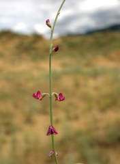 Eremosparton aphyllum