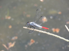 Planiplax erythropyga